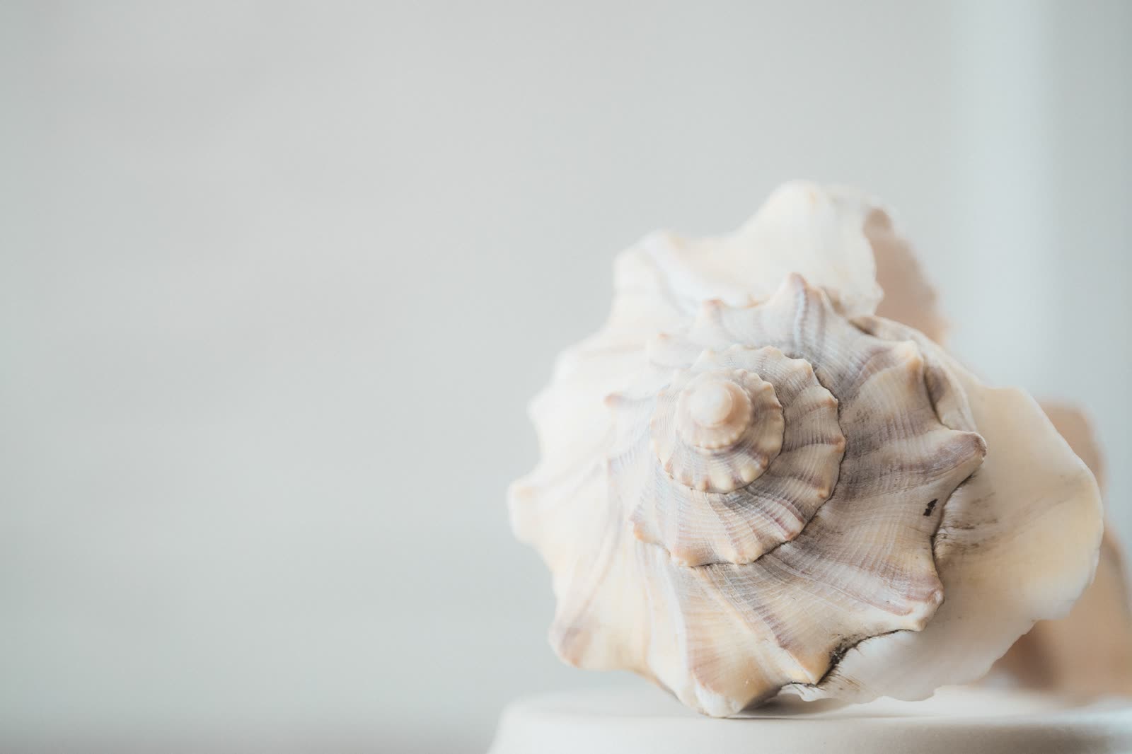 A cream and pale-lilac spiral seashell with ridged whorls, lit softly against a plain grey backdrop.